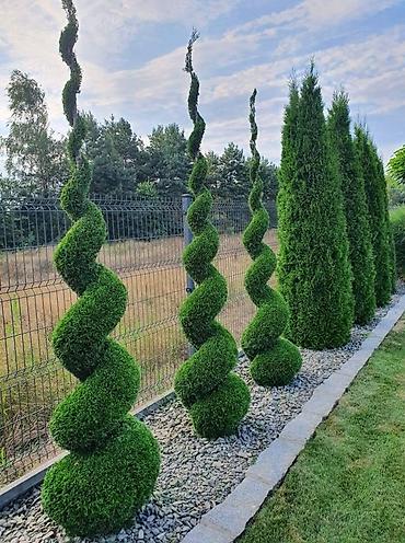 беседка сколько стоит: Туя западная (Thuja occidentalis) для живых изгородей и топиарной — 1