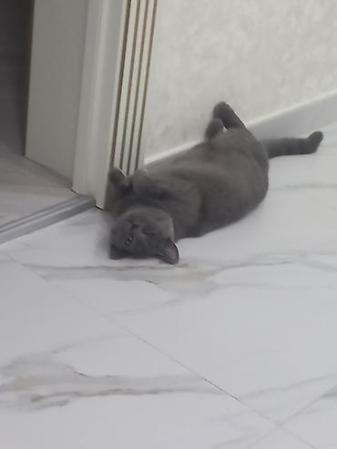 Pişiklər: Britan, Dişi, Yaxşı əllərə, Ünvandan götürmə — 6