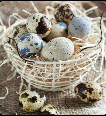 яйцо перепелиное в Кыргызстан | МОЛОЧНЫЕ ПРОДУКТЫ И ЯЙЦА: Продаю свежее, домашнее перепелинное яйцо 4 сома