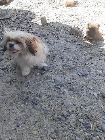 İtlər: Pekines, 8 ay, Erkek, Ödənişli çatdırılma — 13