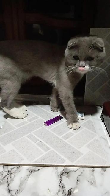 Pişiklər: Şotland yastı qulaq — 6