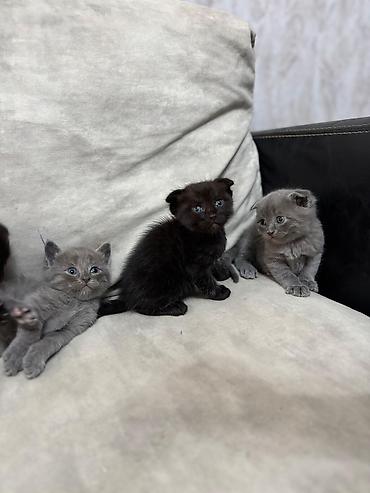 Pişiklər: Britan — 2