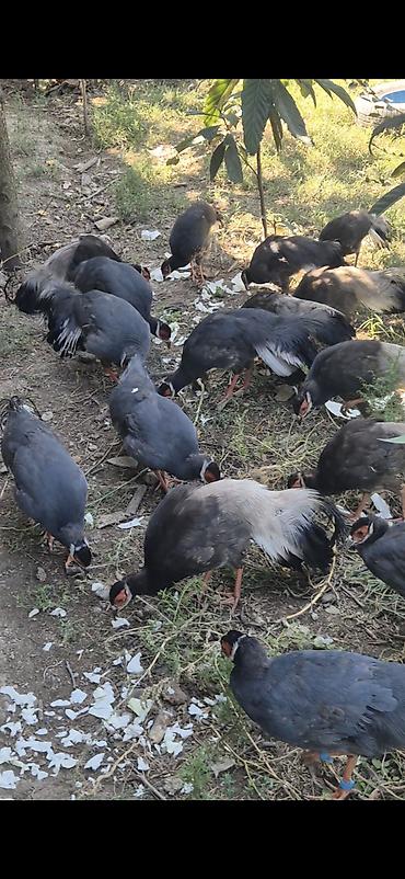 korella quşu acıq sarı 45 azn: Sini usastni qirqovulu 7 aylig balalar satilir catorilma da var bos — 4