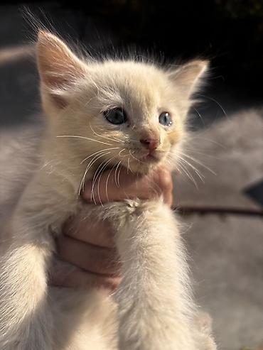 белая вислоухая кошка: Кошка даром: Беспородная, 1 месяц, Мальчик, Приучена к лотку — 1