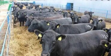 продаю дойных коров: Продаю | Корова (самка), Бык (самец), Тёлка | Полукровка, Ангус, Герефорд