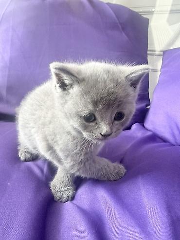 Pişiklər: Britan — 7