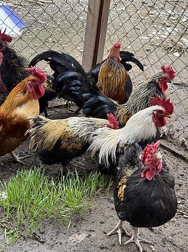Птицы: Продаю петухов бентамки! Прошлого года! Курочек топчат и кукарекают! — 10