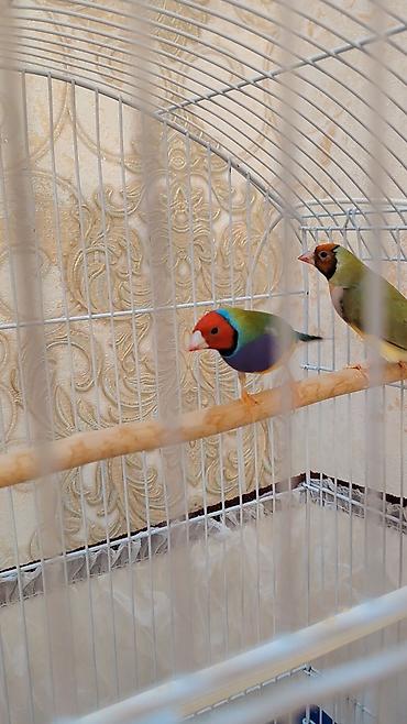 sultan quşu qiymeti: Gouldian Finch (Gould amadinləri) –1 cüt satılır tam sağlam quşlardı — 1