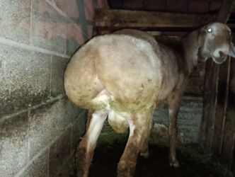 сколько стоит кролик: Продаю | Баран (самец)