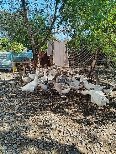keci satisi tap az: Opdavoy qazlar satılır 1ədədi 27m hörmətdə eliyəcəm — 2