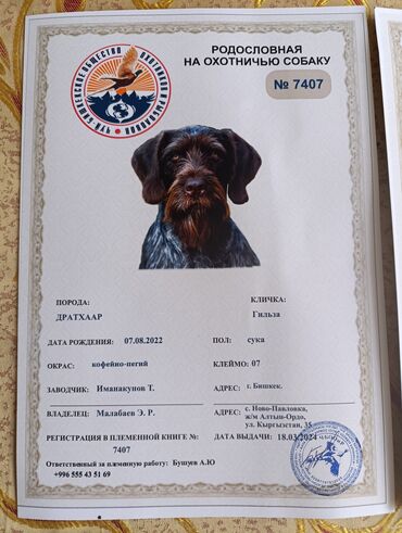 Собаки: Продам Шенков дрратхара с родословной пишите на вотсап фото и видео