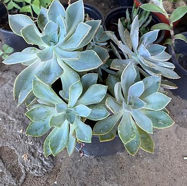 aloe vera satisi: Sukkulent – Echeveria (rozet formalı dekorativ bitki) - Növ — 1