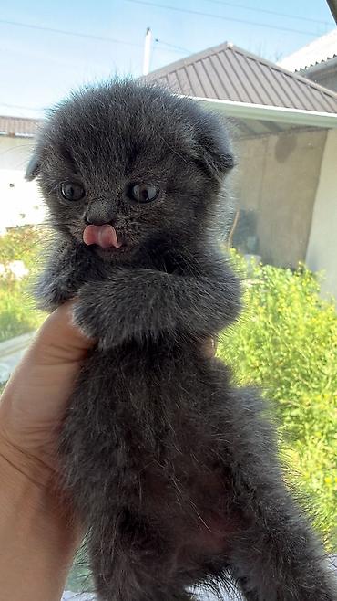 Pişiklər: Şotland — 7