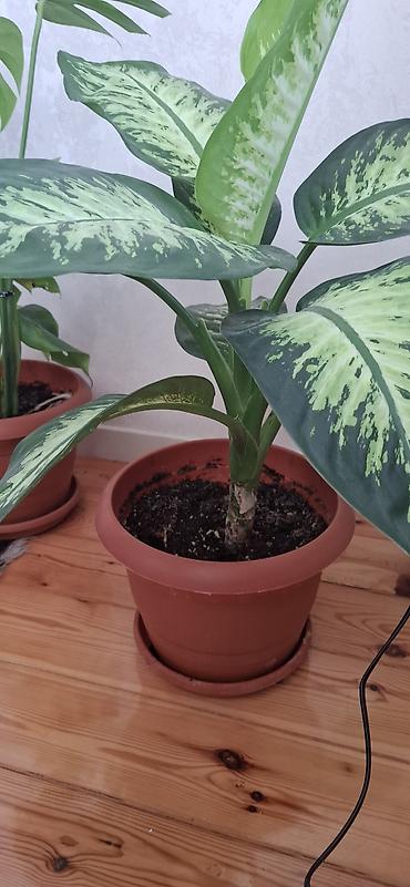 dekorativ goyercinler: Dieffenbaxiya (Dieffenbachia) – iri, zolaqlı yarpaqları olan dekorativ — 6