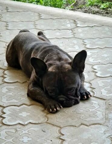 купить дрессированную собаку: В районе Новопавловки потерялась собака Французский бульдог мальчик