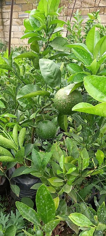 limon ağaçı: Kinkan limon mandarin ve s kimi sitrus meyvelerin satışı elaqa wp — 3
