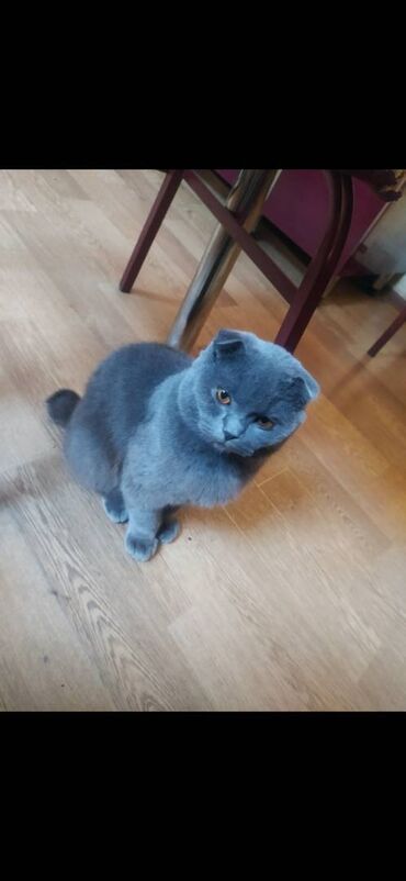 кошка шотландская цена: Шотландская, Самец, В добрые руки, Самовывоз