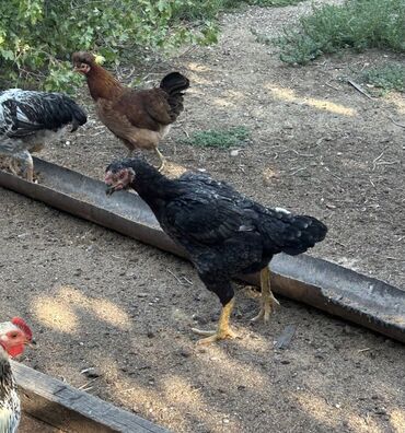 heyratı toyuqları: Heyratı satılır dişidir
Qiymet 40 azn