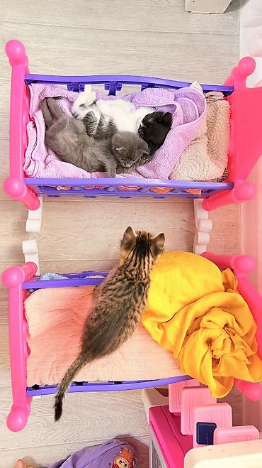 коты бесплатные: Котята домашние, помёт из трёх малышей: - Полосатый тигровый котёнок с — 7