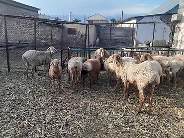 продаю животных: Продаю | Овца (самка) | Арашан | Для разведения | Племенные — 4