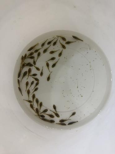 akvariumlar balıqları: Akvaryum üçün kiçik ölçülü “pleko”/sucker-mouth yosun yeyən balıqlar — 5