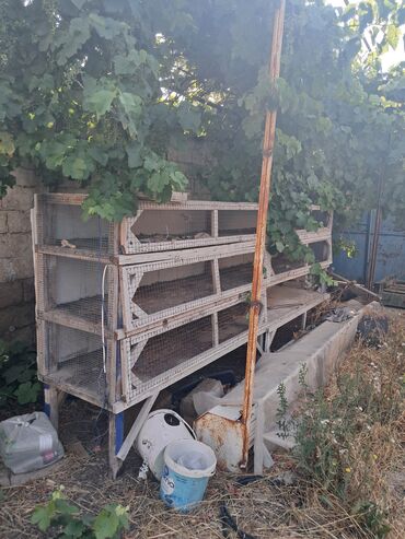 Boçkalar və çəlləklər: Tecili satilir 100m
