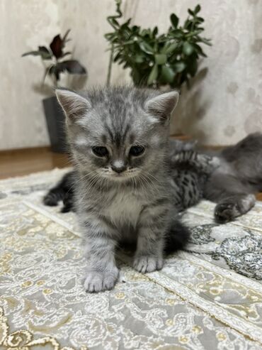 шотландская мраморная кошка: Скотиш Фолд (Шотландская вислоухая), 2 месяца, Мальчик
