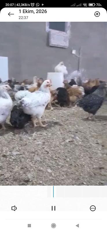 amadin quşu: Toyuq, Yumurtalıq — 1