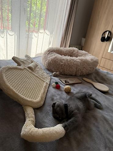cane corso yavru: Şotland yastı qulaq, Erkək — 2