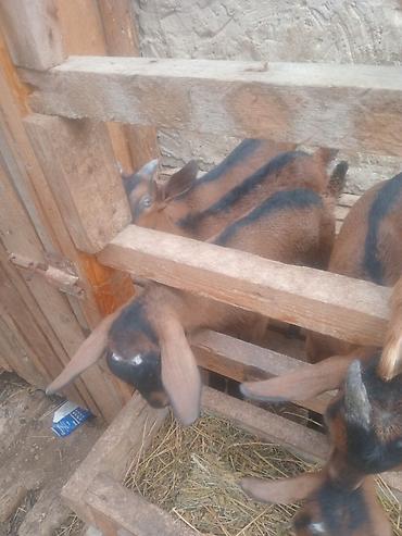 heleb kecileri: Alpin erkek çəpişlər cəmi üç baş qalıb.unvan Şağan kendi qiymet birine — 1