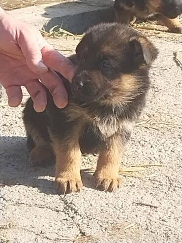 psi za tartufe prodaja: Na prodaju stenci nemackog ovcara stari 30 dana. Vakcinisani su