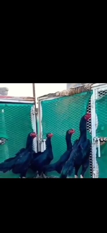 Inəklər, öküzlər: Məhsul: Uzunboylu Asil/Şamo tipli döyüş cinsli toyuqlar və xoruzlar