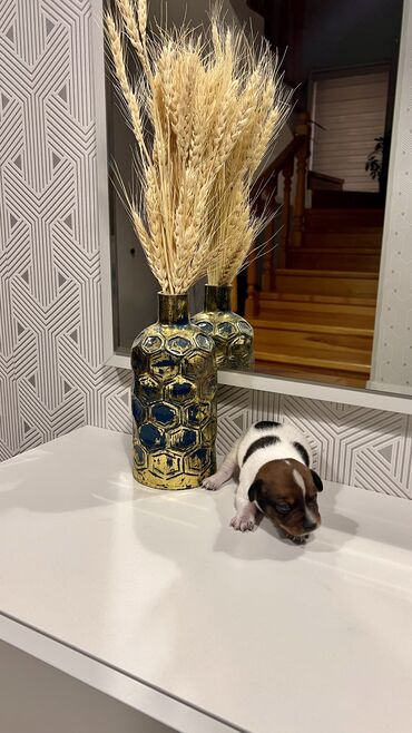 İtlər: Cek rassel teryer, Dişi, Ünvandan götürmə — 7