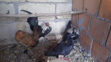 bmw 3 серия 318d at: Петух, лет: 1, Платная доставка at lalafo.az bmw 3 серия 318d at: Петух, лет: 1, Платная доставка