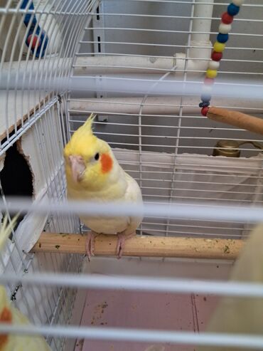 çardaq quşun yuvası: Bir yaşı var qızğın erkək təmiz quşdur heç bir problemi yoxdur