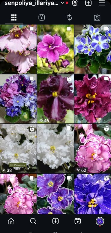 Фиалки и глоксинии: В продаже детки,пасынки сортовых мини и полумини фиалок 🌺🌿🌺 at lalafo.kg — 16 Фиалки и глоксинии: В продаже детки,пасынки сортовых мини и полумини фиалок 🌺🌿🌺 — 16