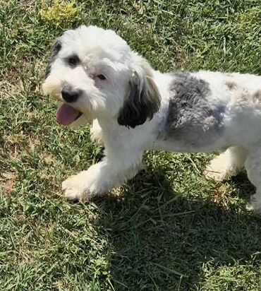 Psi: Maltipoo štenci MALTIPOO štenci izuzetnog kvaliteta i izgleda, veoma — 6