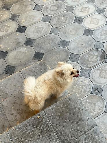 haski itlerin qiymeti: Şpitz, 1 il, Dişi — 8