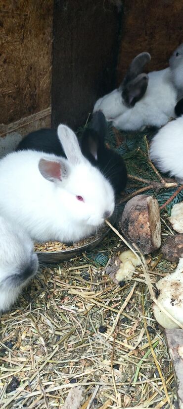 Кролики: Продаю | Крольчата | Калифорнийская, Новозеландская, НЗК | Для разведения — 6