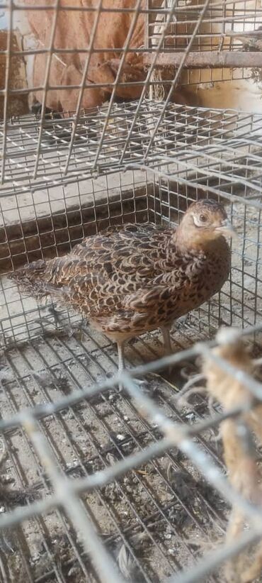 корм для индюков: Охотничий фазан 🐦 Самка, 1 шт Здорова, активна 💪 Цена: 2000 сом