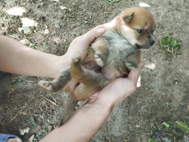 labrador satışı: Звонок, 3 месяца, Самец, Самовывоз