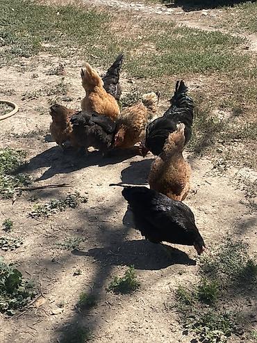 живые куры: Продаю | Куры | Домашняя | Для разведения — 3