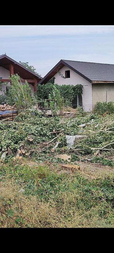 Даром дрова, самовывоз, спиленные ветки остались много. Район совхоз