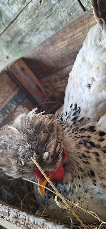 Куры, петухи: Продаю | Куры | Для разведения — 14