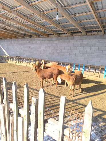 Бараны, овцы: Продаю | Овца (самка), Ягненок | Арашан | Для разведения | Ярка — 13