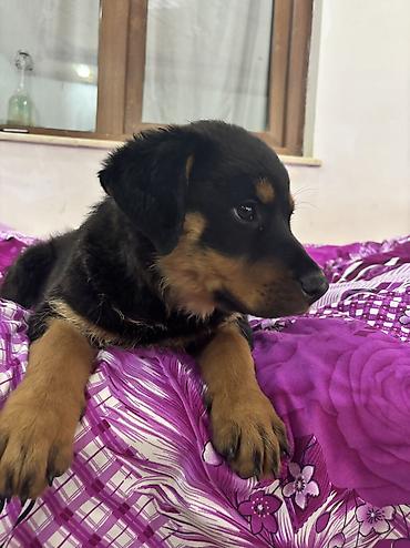 İtlər: Rotveyler, 2 ay, Dişi — 2