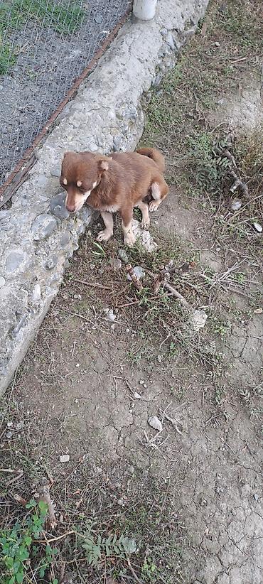 heyvan rezini: İki balaca it – qısa tüklü, qəhvəyi rəng çalarlarında - Cins: kiçik — 9