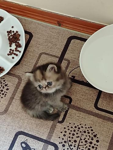 Heyvanlar: Ev pişiyi balaları – müxtəlif rəng və görünüşlər - Növ: ev pişiyi — 3