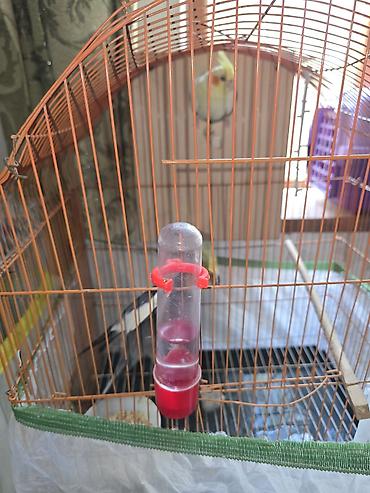 bulbul quşu satışı: Salam ər və arvad yumurtalarıda var. 65 manatdan 45 manata endirim — 6
