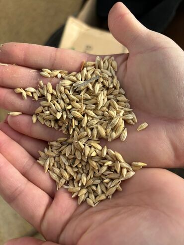 корм ячмен: Семена 1 воспроизводство из России. 6 гранка с высоким урожаем